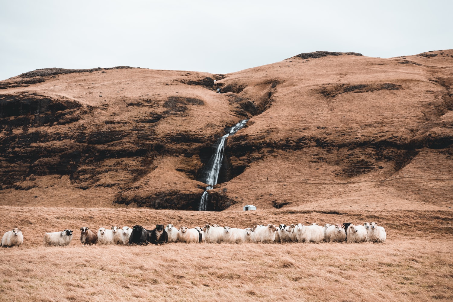 pecore islandesi