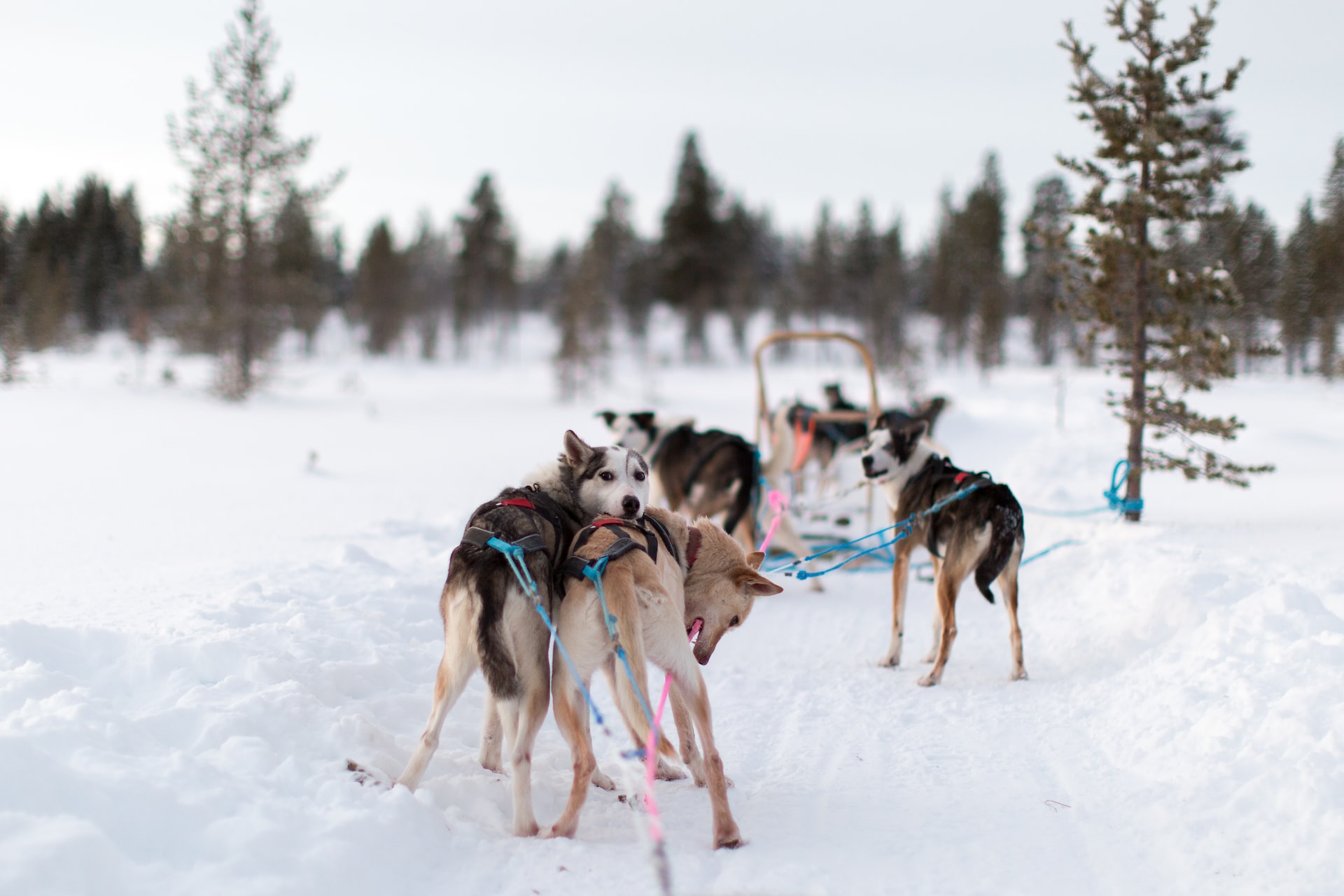 husky safari