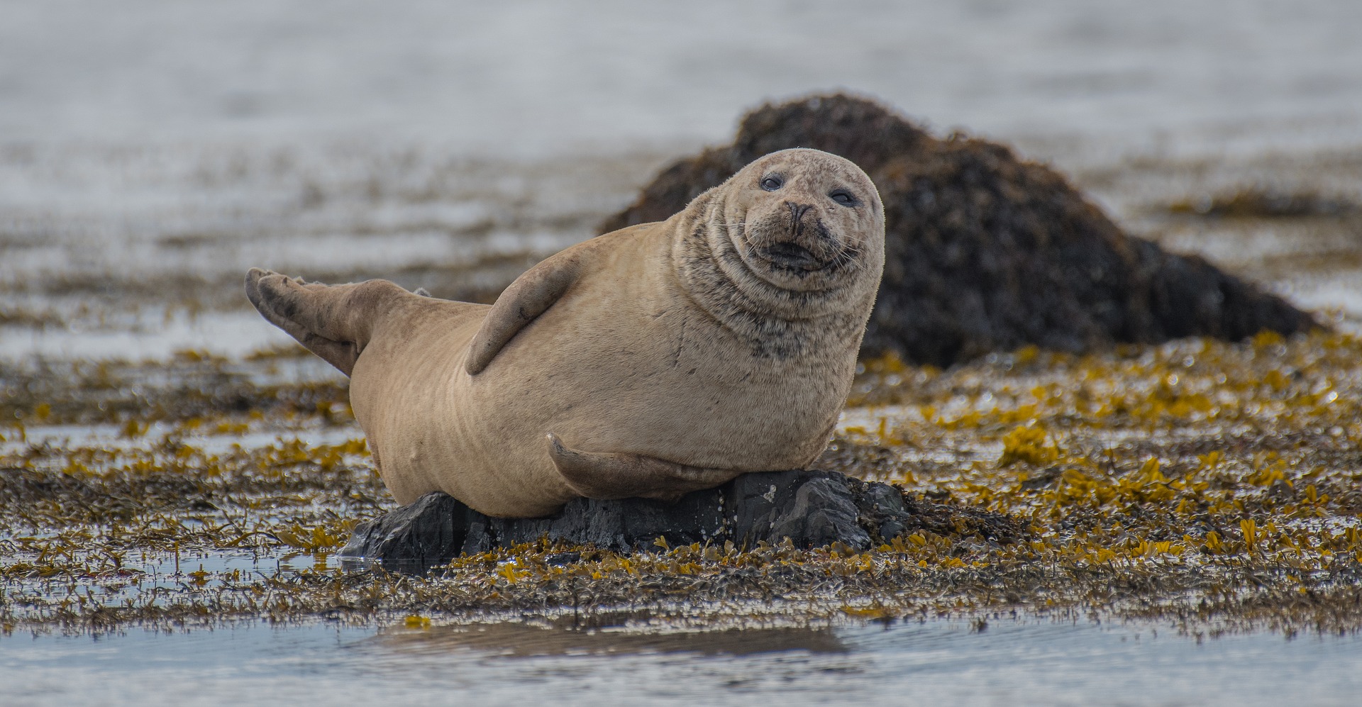 foca