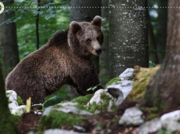 orso slovenia