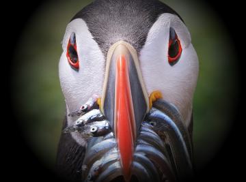 Prepari un viaggio in Islanda? Scopri tutti i segreti della sua fauna