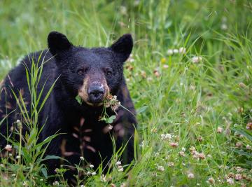 I migliori lodge per il bear watching in British Columbia