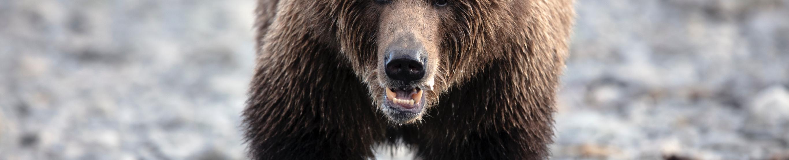 Alaska