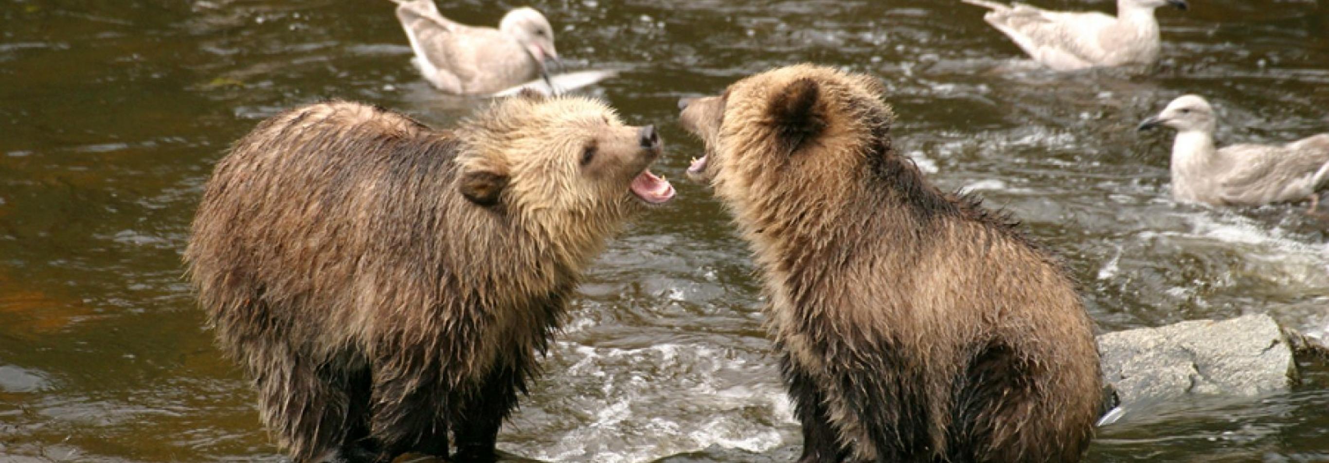 CANADA - NEL REGNO DEI GRIZZLY AL KNIGHT INLET LODGE