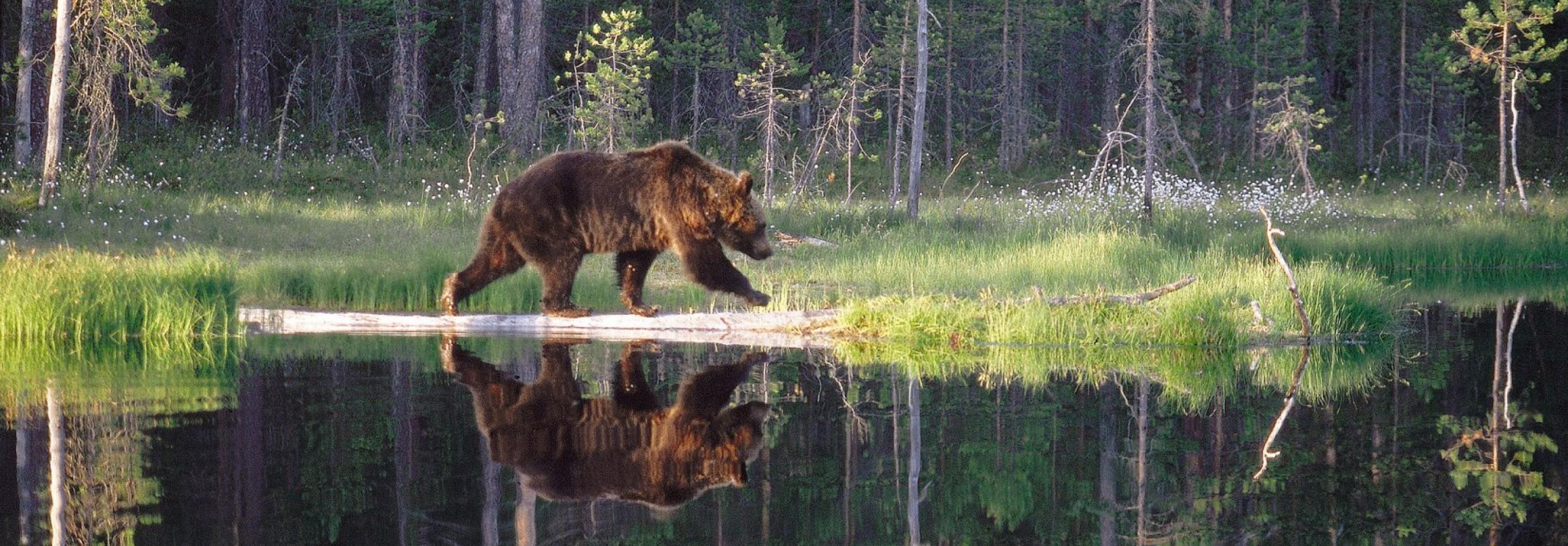 FINLANDIA - WILD BROWN BEAR ADVENTURE