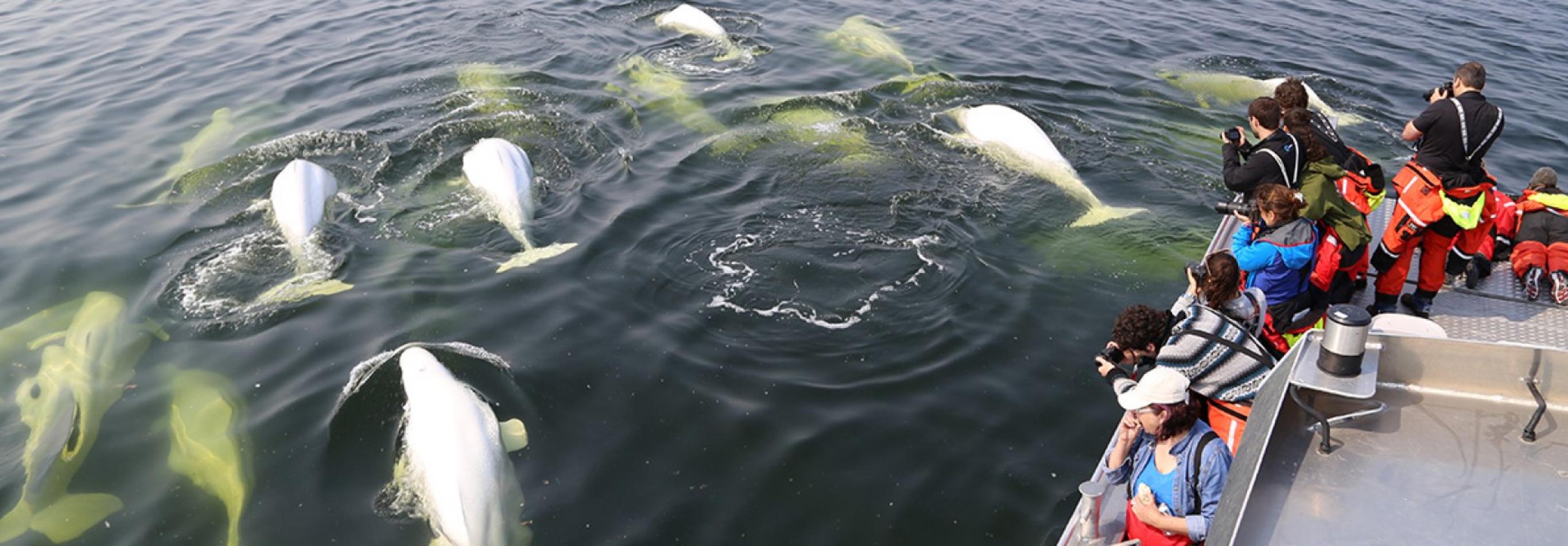 Canada - Orsi polari & beluga - Safari in jetboat