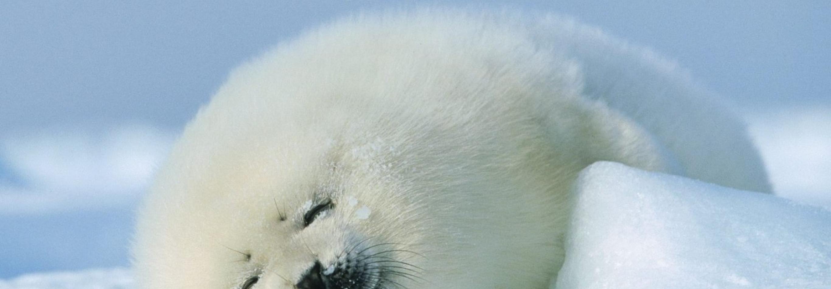 Canada - Nel magico mondo delle foche della Groenlandia