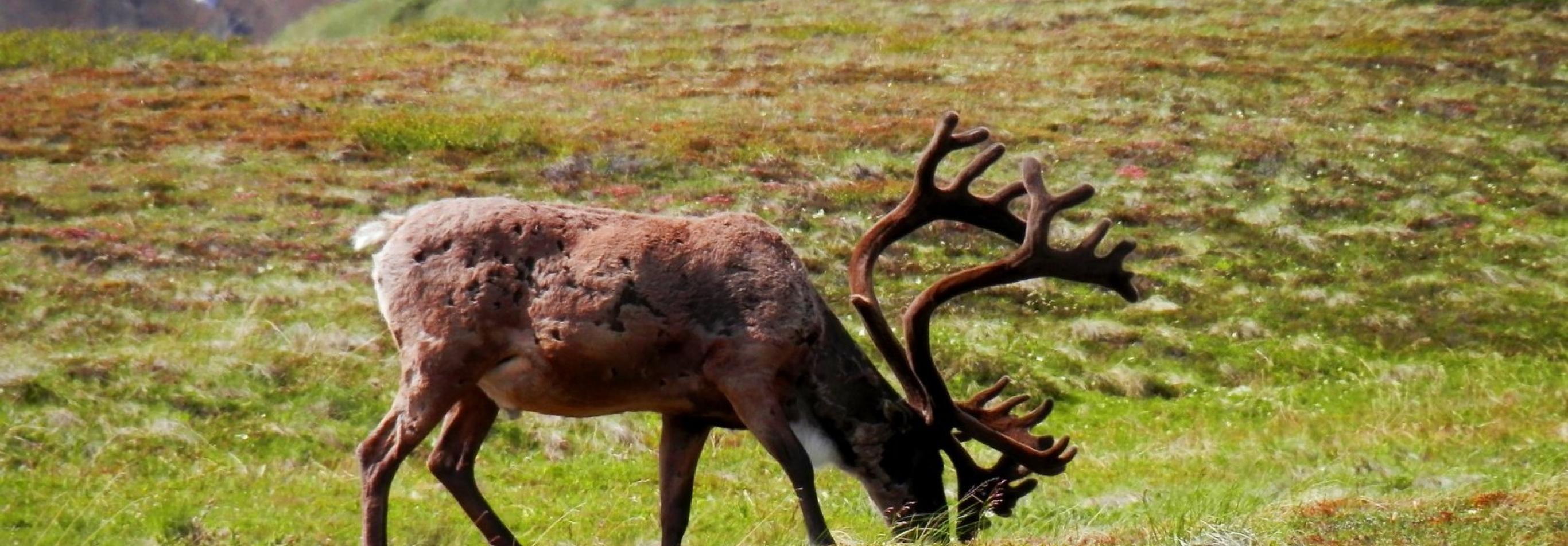 Alaska - Alaska Grand Tour