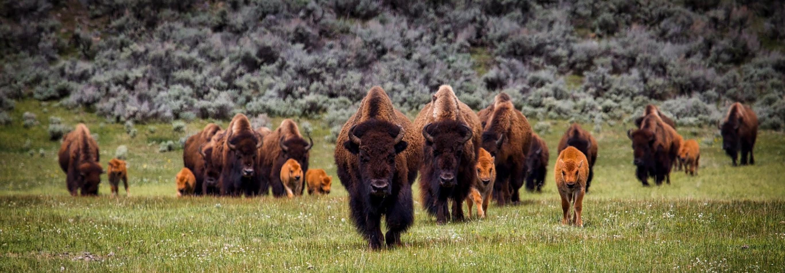 USA - Il paradiso della fauna selvatica nelle Montagne Rocciose