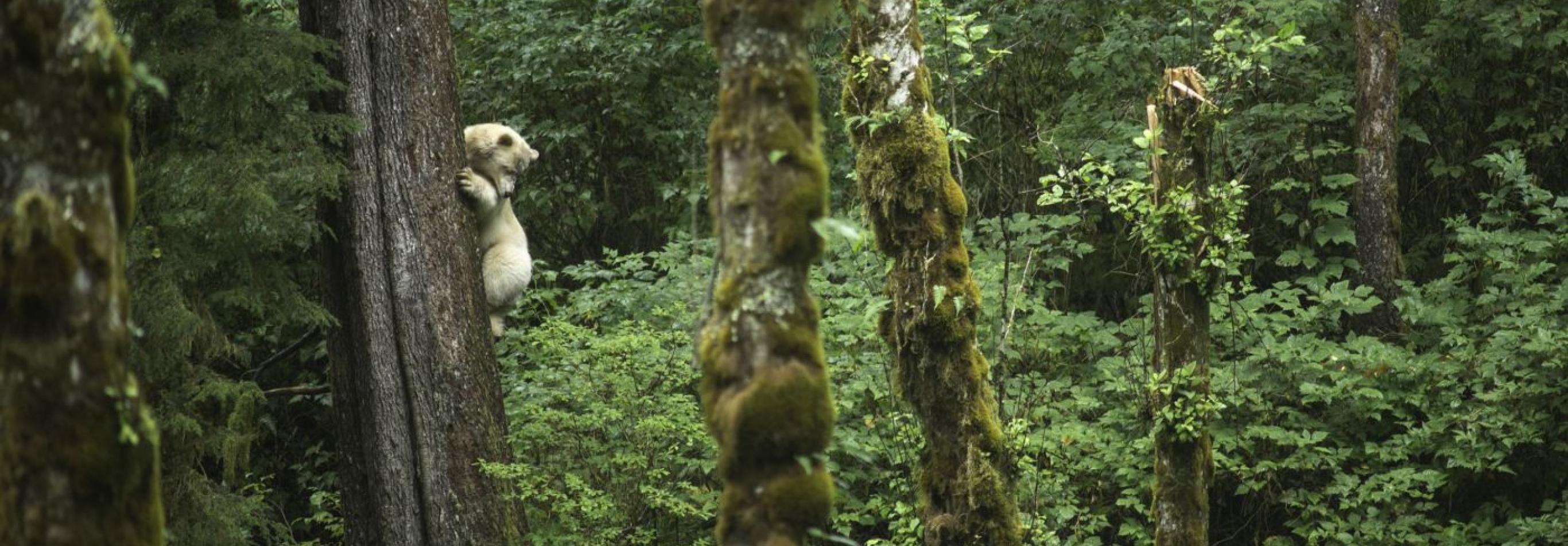 Spirit Bear Lodge