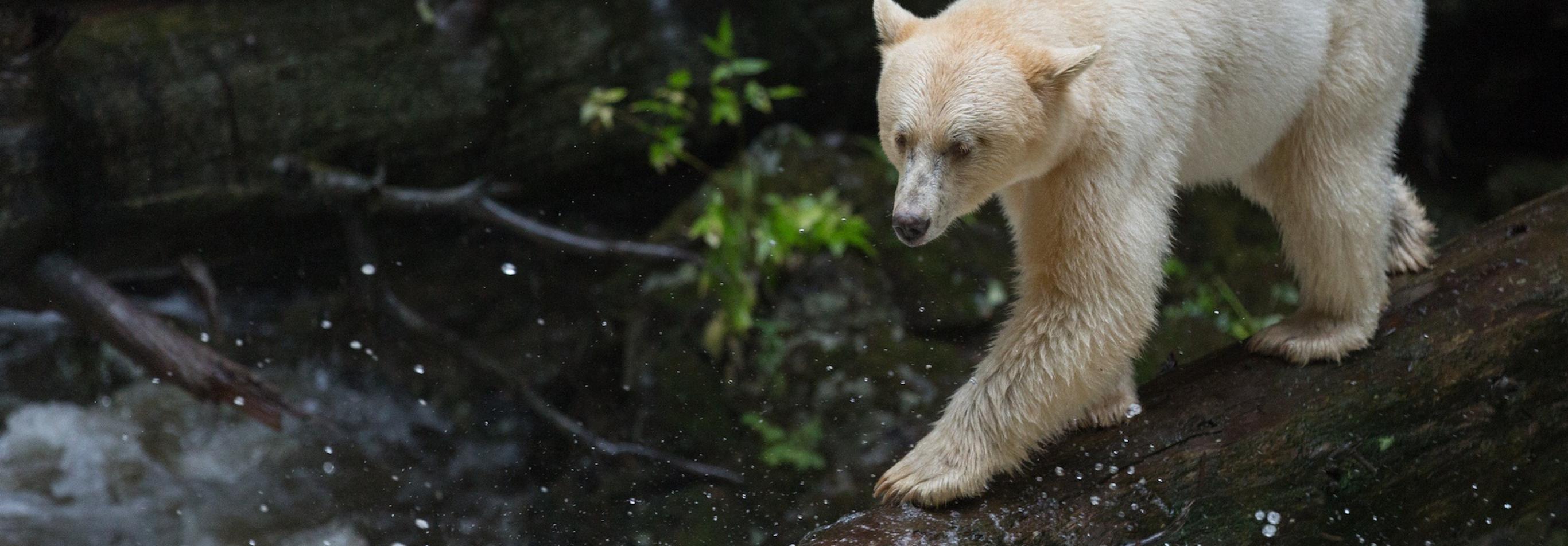 Spirit Bear Lodge