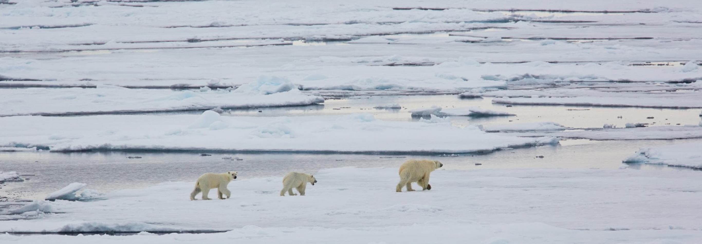 Isole Svalbard - Alla ricerca dell'orso polare