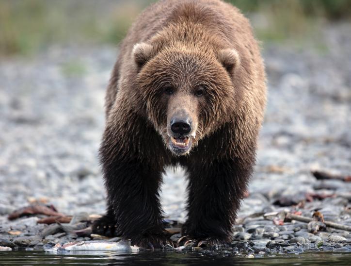 Alaska