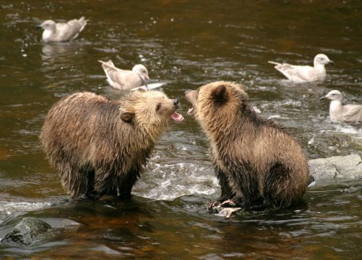 CANADA - NEL REGNO DEI GRIZZLY AL KNIGHT INLET LODGE