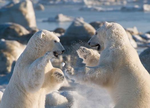 Canada - Avventura tra gli orsi polari - Safari in banchisa