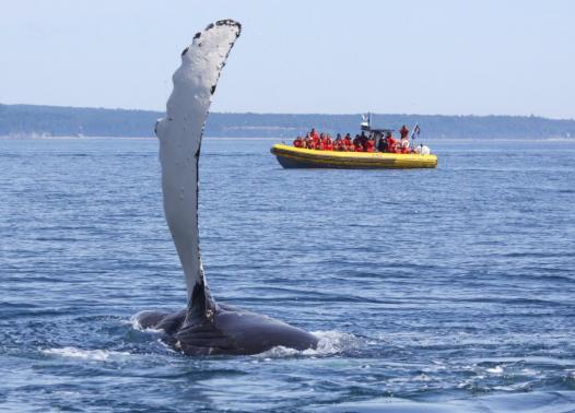 Canada - Fiordi, balene e foreste