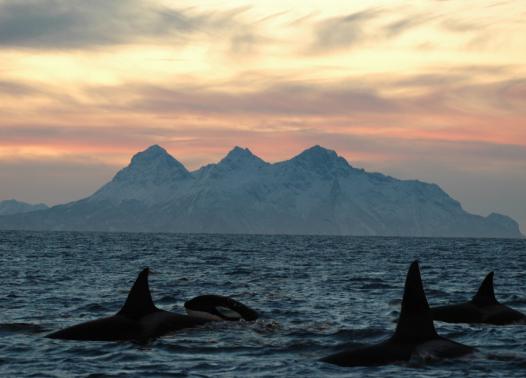 Viaggio in Norvegia - Le Isole Lofoten e Vesteralen