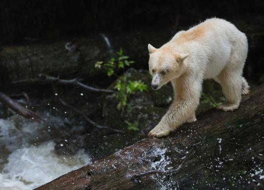 Spirit Bear Lodge