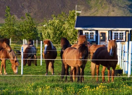 Islanda - Country life