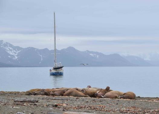 Isole Svalbard - Viaggio nell'Artico in barca a vela