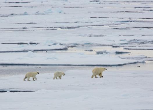 Isole Svalbard - Alla ricerca dell'orso polare