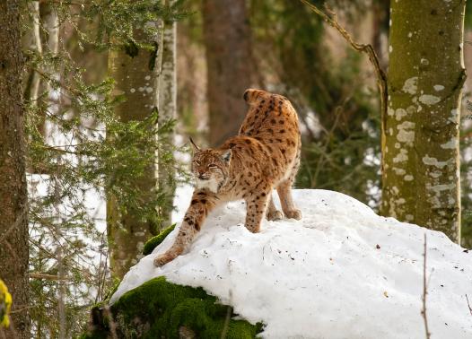 Germania - Bayerischer Wald Phototour