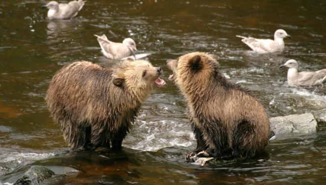 CANADA - NEL REGNO DEI GRIZZLY AL KNIGHT INLET LODGE
