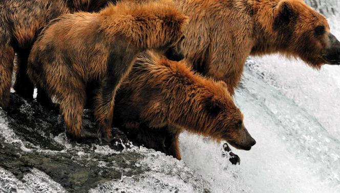 ALASKA - Brooks Lodge nel Katmai National Park