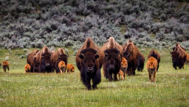 USA - Il paradiso della fauna selvatica nelle Montagne Rocciose