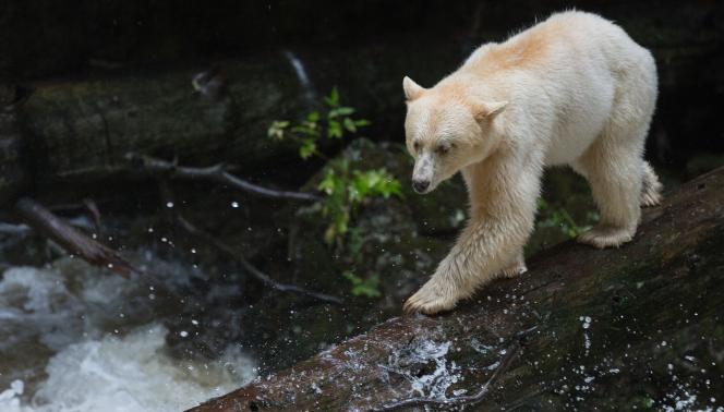 Spirit Bear Lodge