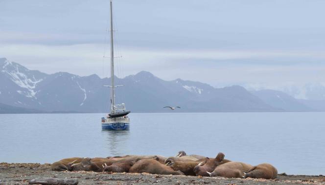 Isole Svalbard - Viaggio nell'Artico in barca a vela