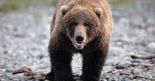 Alaska