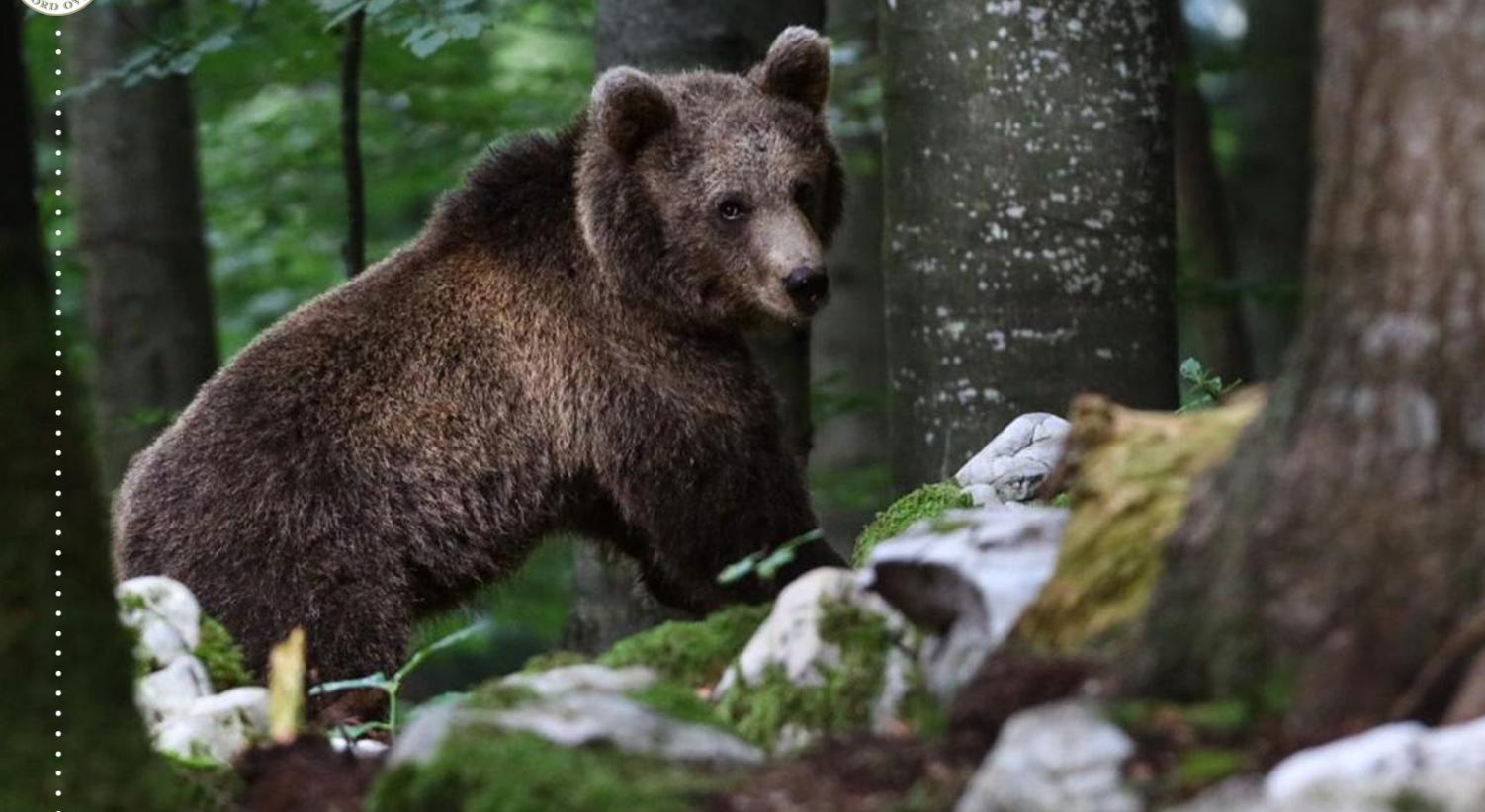 orso slovenia