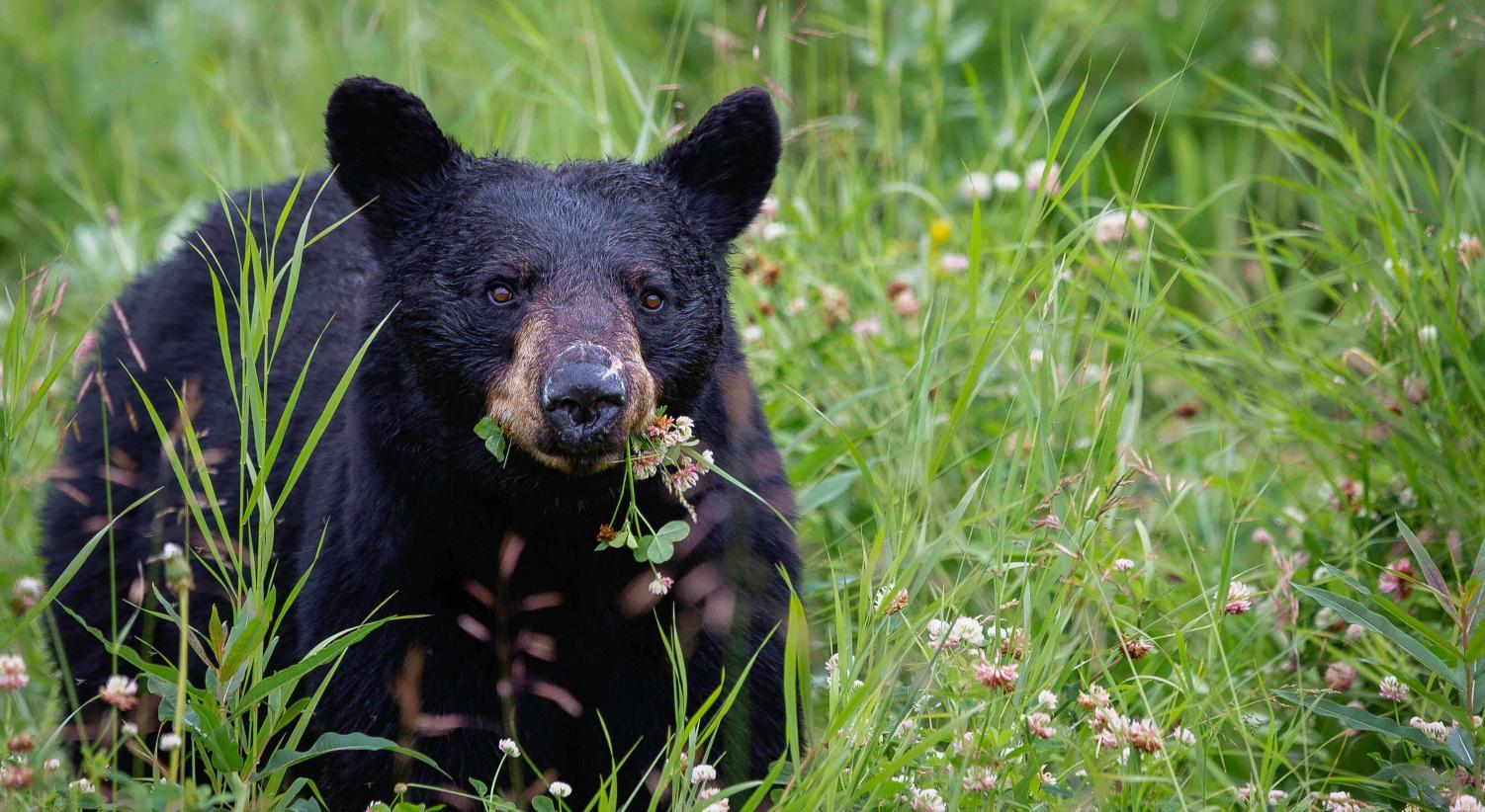 I migliori lodge per il bear watching in British Columbia