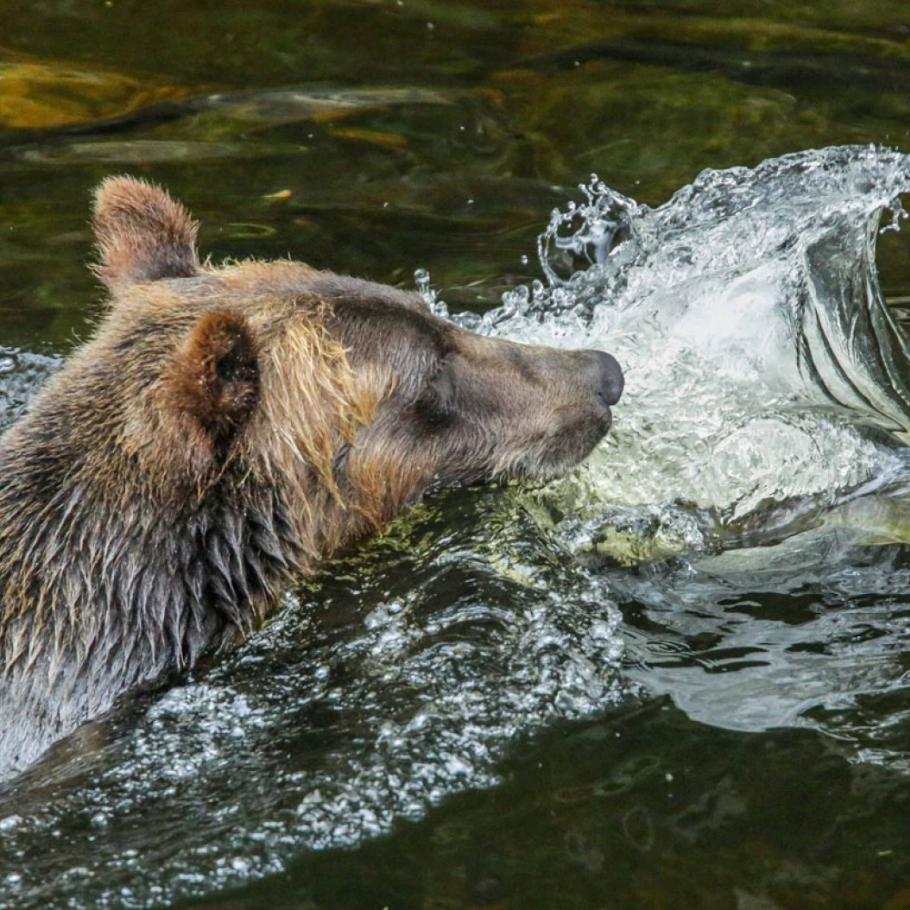 CANADA - NEL REGNO DEI GRIZZLY AL KNIGHT INLET LODGE