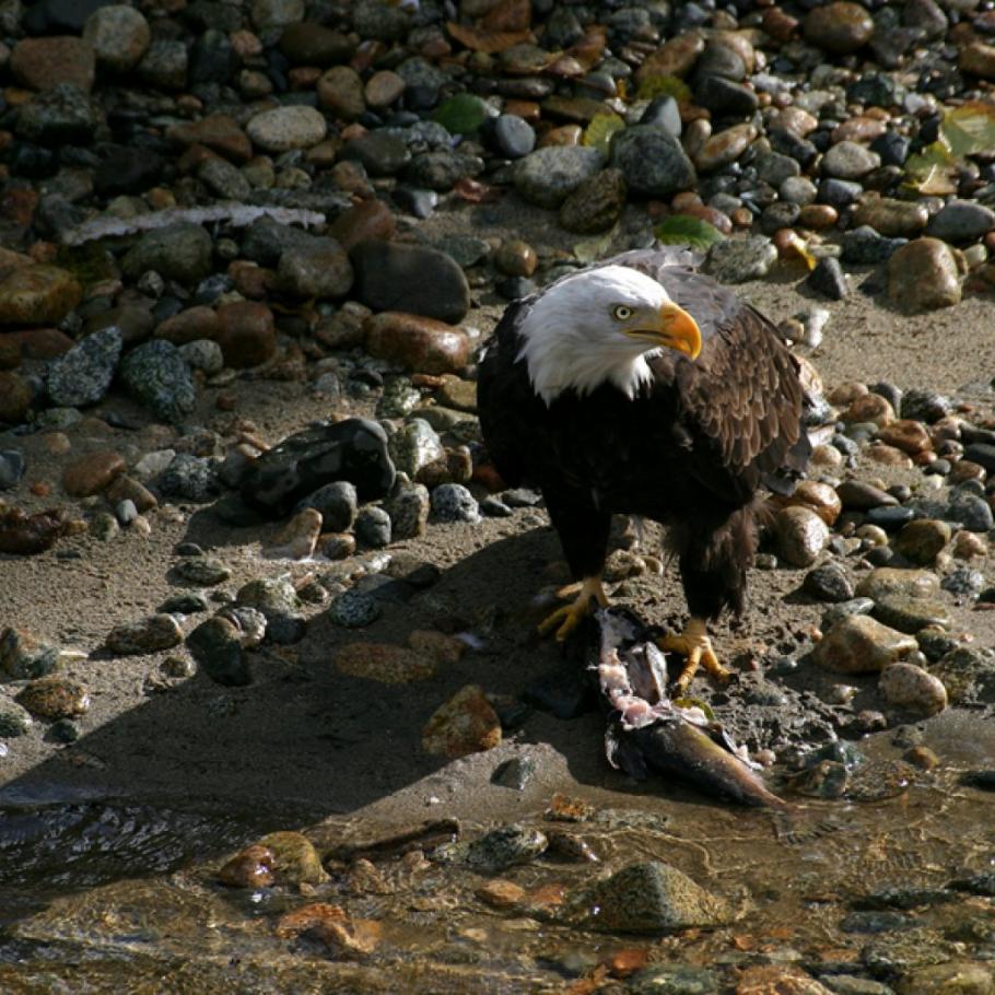 CANADA - NEL REGNO DEI GRIZZLY AL KNIGHT INLET LODGE