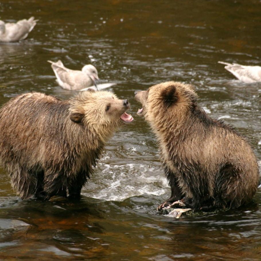 CANADA - NEL REGNO DEI GRIZZLY AL KNIGHT INLET LODGE