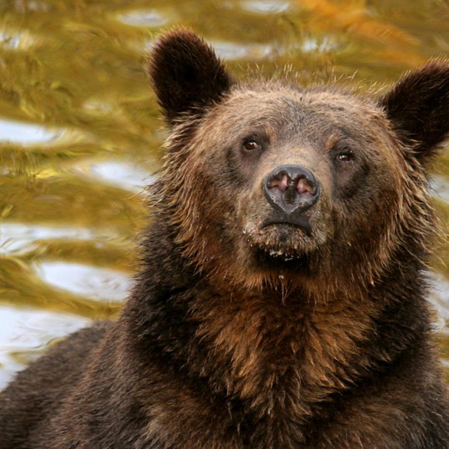 CANADA - NEL REGNO DEI GRIZZLY AL KNIGHT INLET LODGE