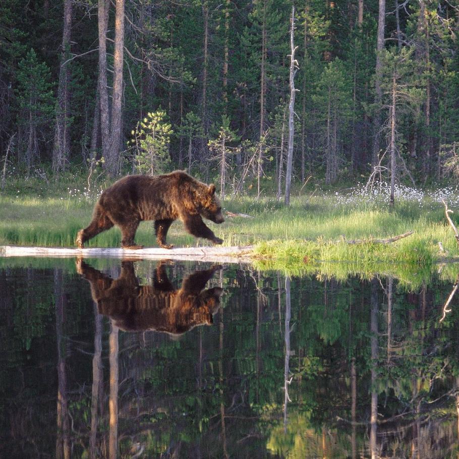 FINLANDIA - WILD BROWN BEAR ADVENTURE