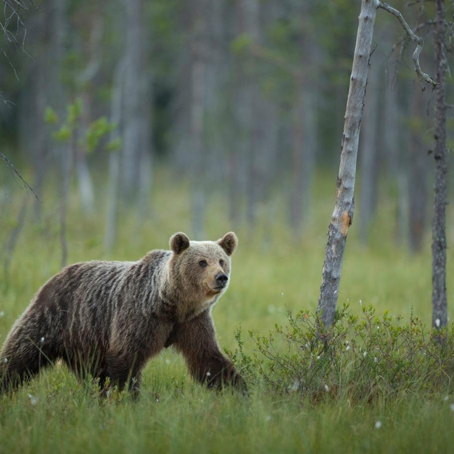 FINLANDIA - WILD BROWN BEAR ADVENTURE