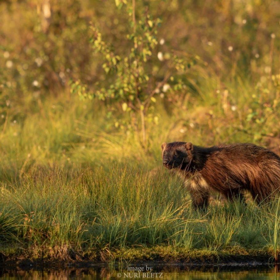 FINLANDIA - WILD BROWN BEAR ADVENTURE