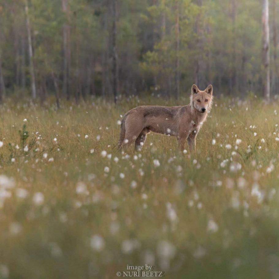 FINLANDIA - WILD BROWN BEAR ADVENTURE