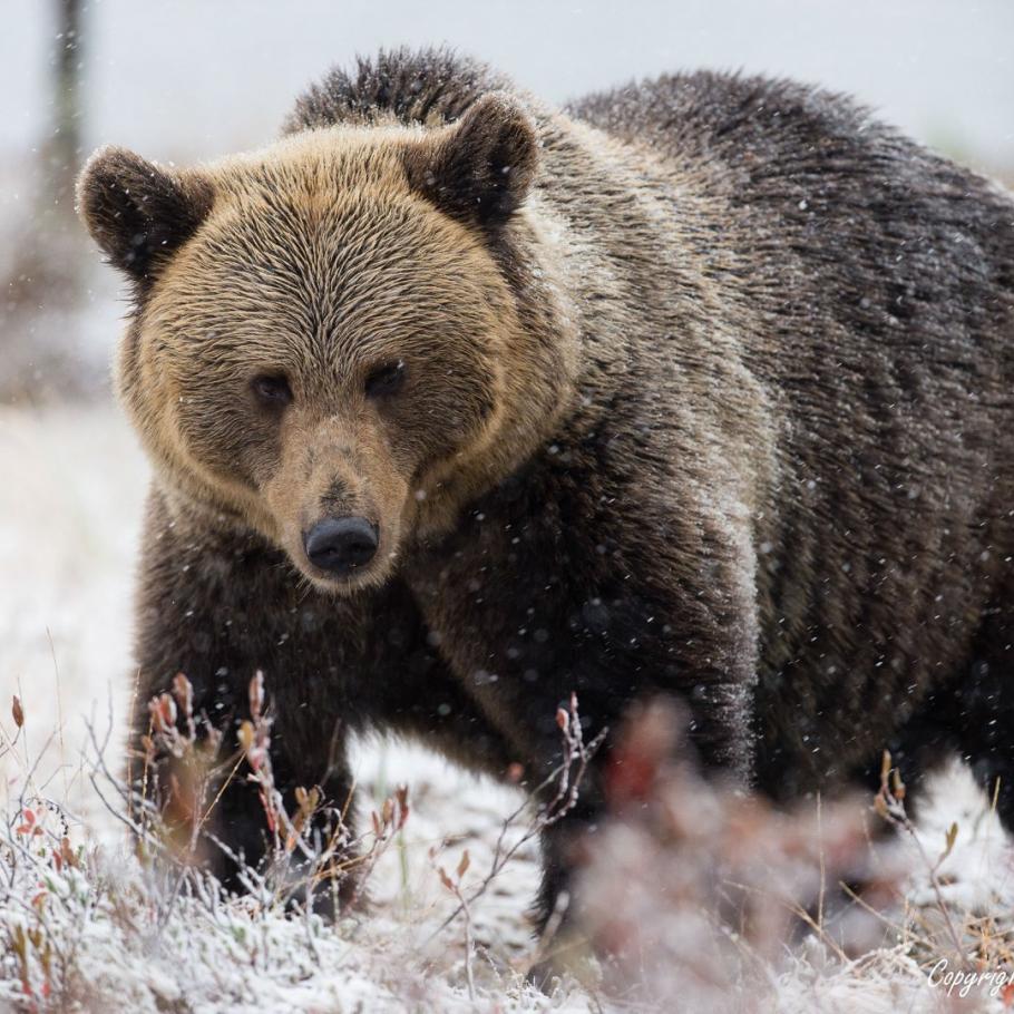 FINLANDIA - WILD BROWN BEAR ADVENTURE