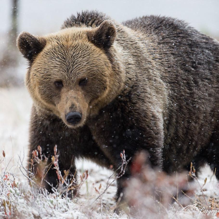 FINLANDIA - WILD BROWN BEAR ADVENTURE