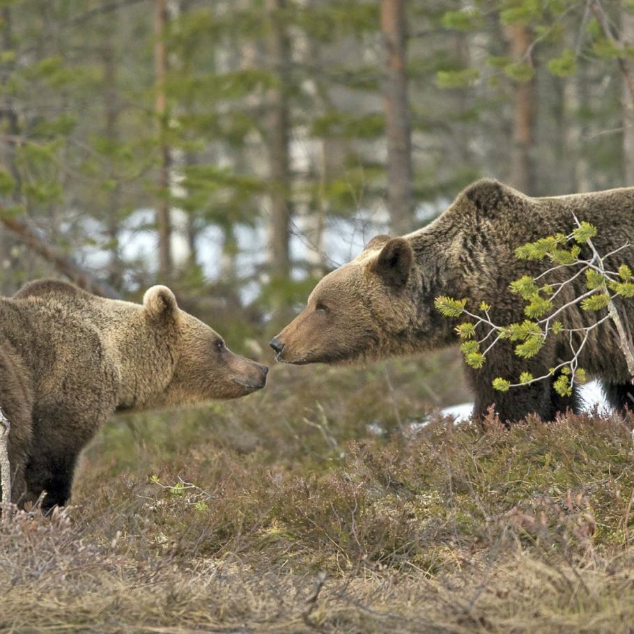 FINLANDIA - WILD BROWN BEAR ADVENTURE