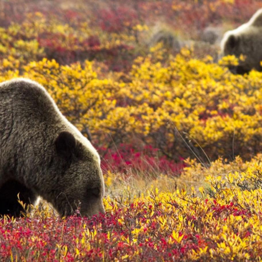 Alaska - Nel cuore di Denali in treno