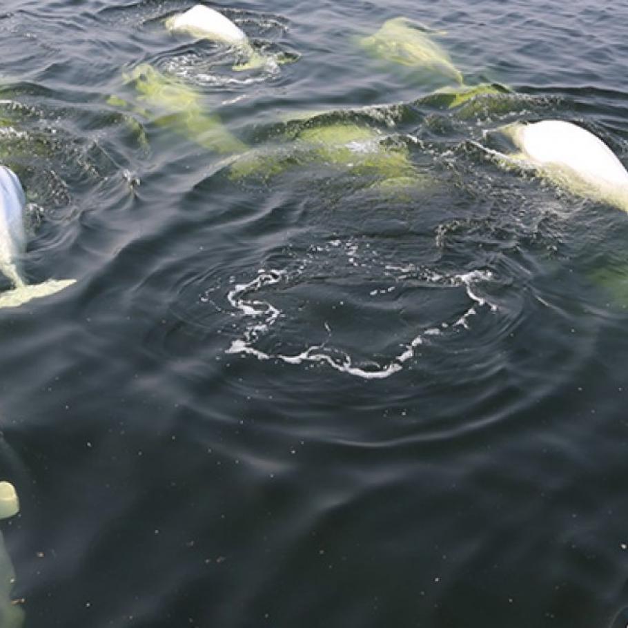Canada - Orsi polari & beluga - Safari in jetboat