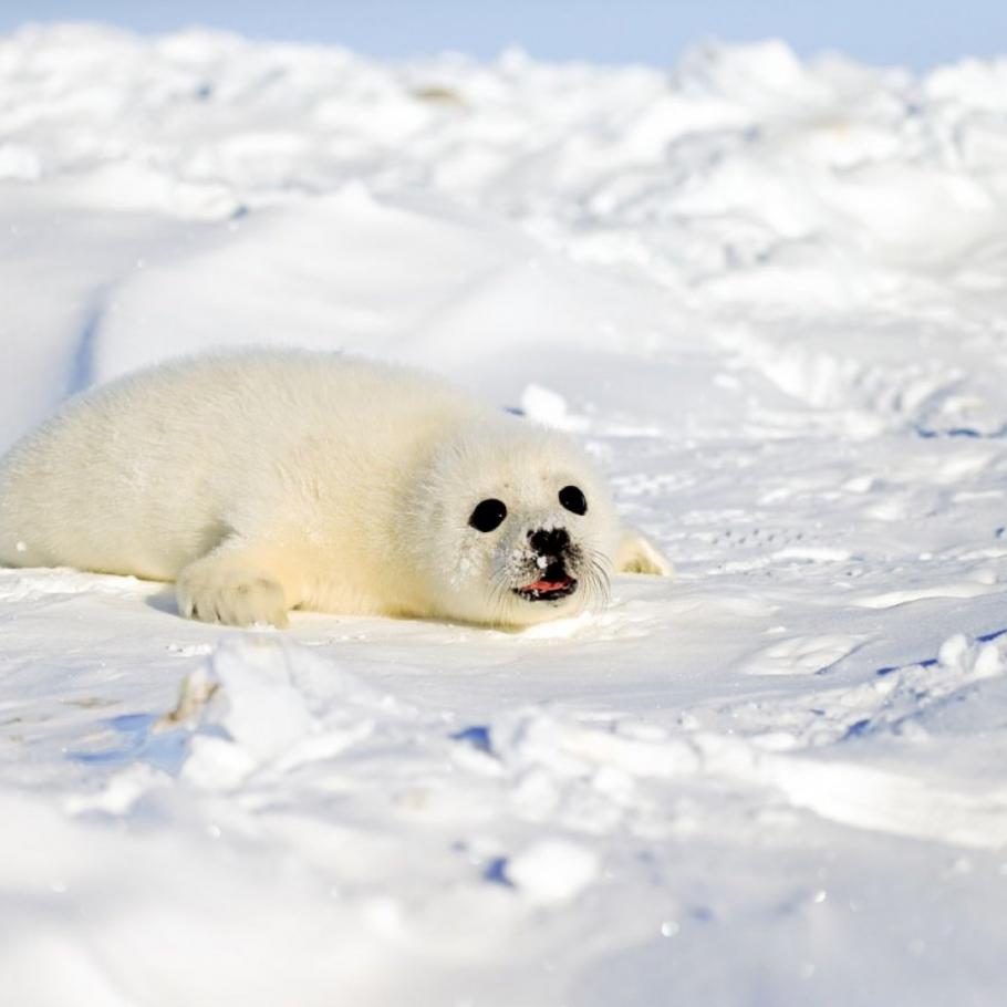 Canada - Nel magico mondo delle foche della Groenlandia