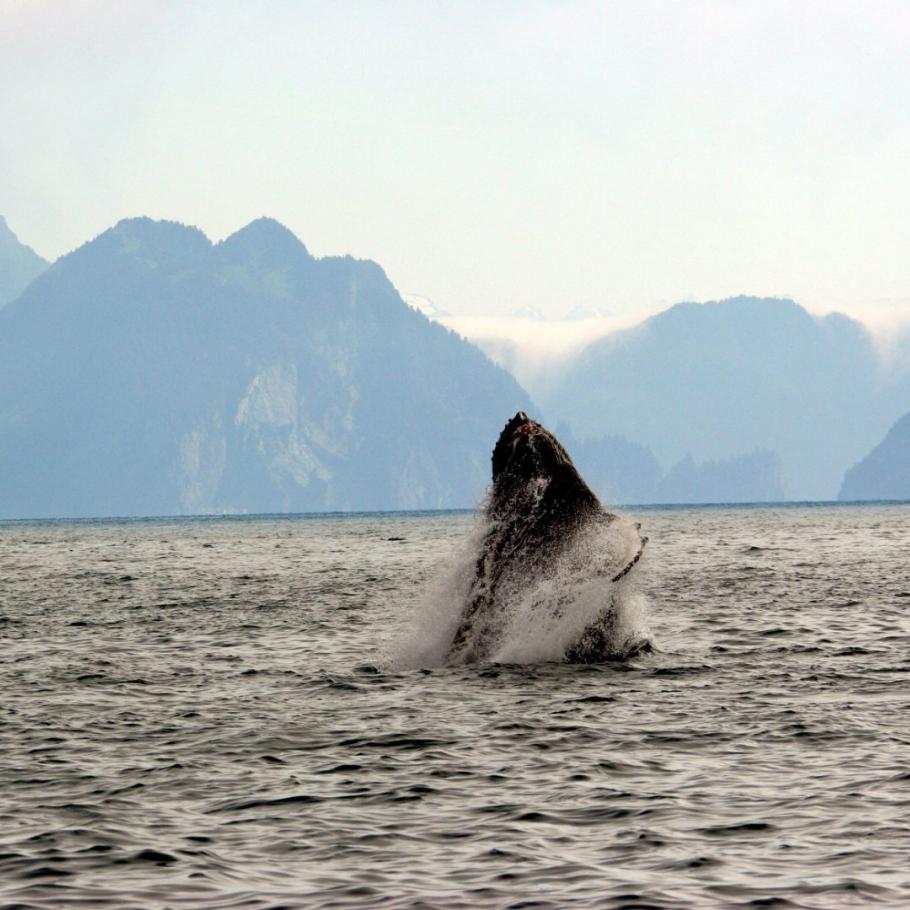 Alaska - Dalla costa al selvaggio Denali