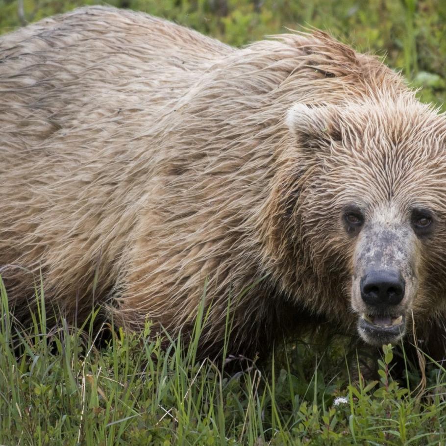 Alaska - Dalla costa al selvaggio Denali